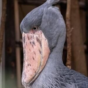 Meet your Posher, Trisha